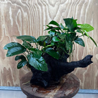 Scapeshop.com.au One Only Double Nana Anubias Driftwood Creation - One Only - Bold Double Nana Anubias Driftwood Creation - One Only - Bold