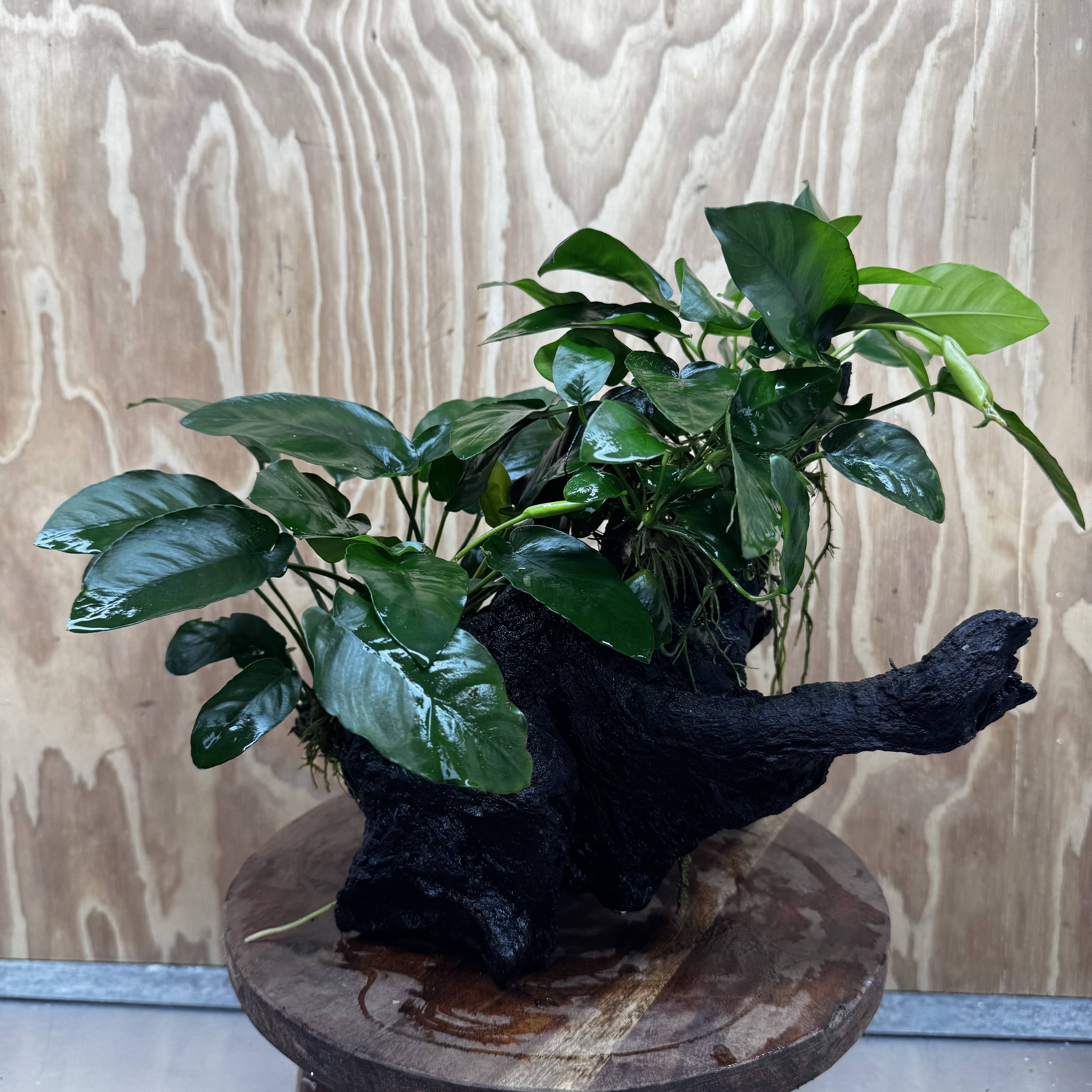 Scapeshop.com.au One Only Double Nana Anubias Driftwood Creation - One Only - Bold Double Nana Anubias Driftwood Creation - One Only - Bold