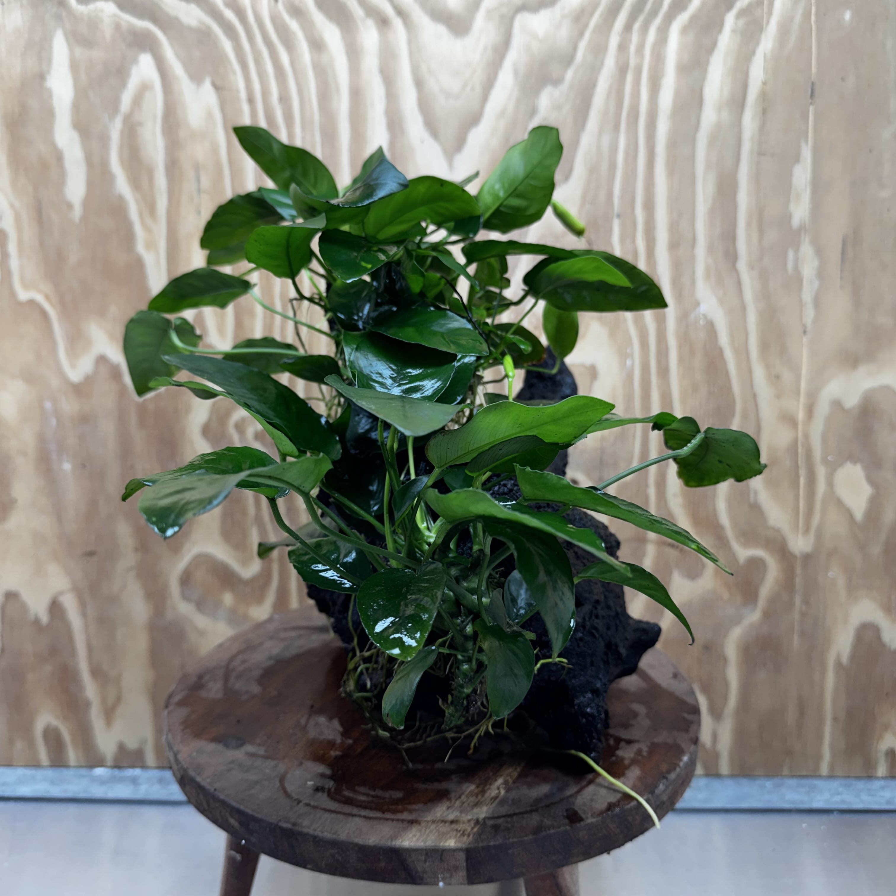 Scapeshop.com.au One Only Double Nana Anubias Driftwood Creation - One Only - Bold Double Nana Anubias Driftwood Creation - One Only - Bold