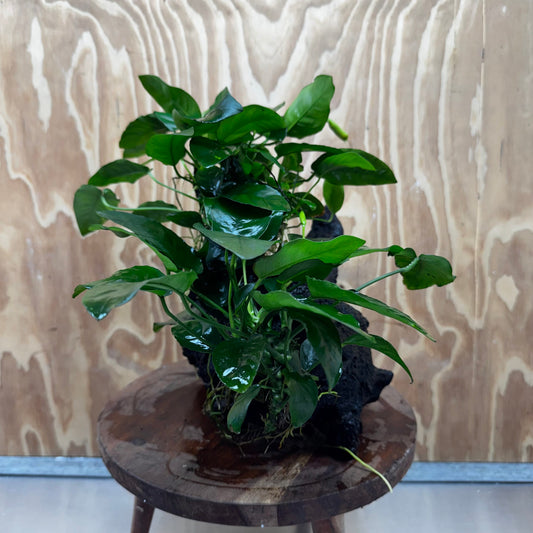 Scapeshop.com.au One Only Double Nana Anubias Driftwood Creation - One Only - Bold Double Nana Anubias Driftwood Creation - One Only - Bold