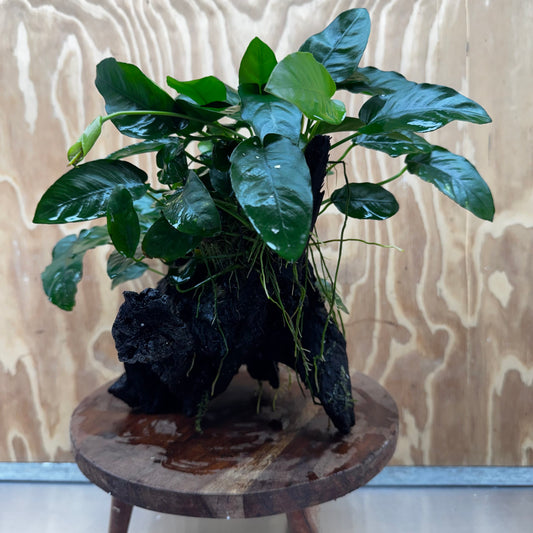Scapeshop.com.au One Only Double Nana Anubias Driftwood Creation - One Only - Bold Double Nana Anubias Driftwood Creation - One Only - Bold