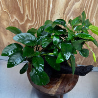 Scapeshop.com.au One Only Double Nana Anubias Driftwood Creation - One Only - Bold Double Nana Anubias Driftwood Creation - One Only - Bold