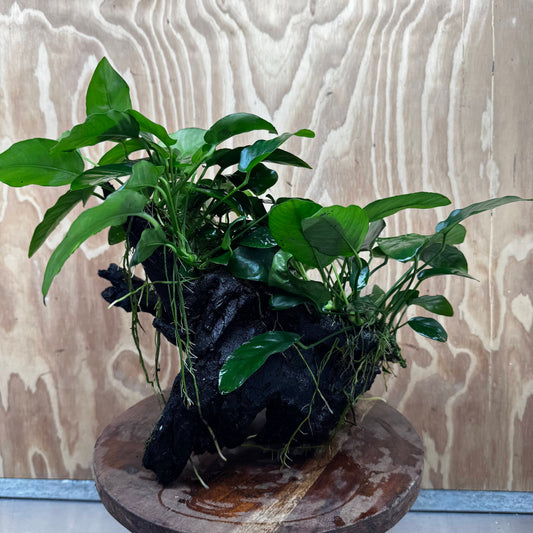 Scapeshop.com.au One Only Double Nana Anubias Driftwood Creation - One Only - Bold Double Nana Anubias Driftwood Creation - One Only - Bold