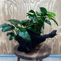 Scapeshop.com.au One Only Double Nana Anubias Driftwood Creation - One Only - Bold Double Nana Anubias Driftwood Creation - One Only - Bold