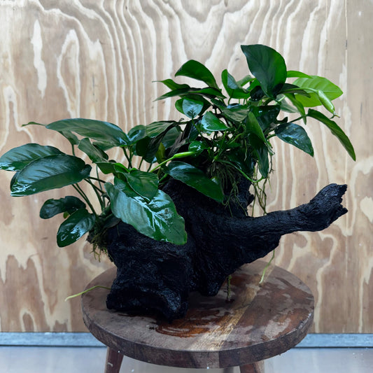 Scapeshop.com.au One Only Double Nana Anubias Driftwood Creation - One Only - Bold Double Nana Anubias Driftwood Creation - One Only - Bold
