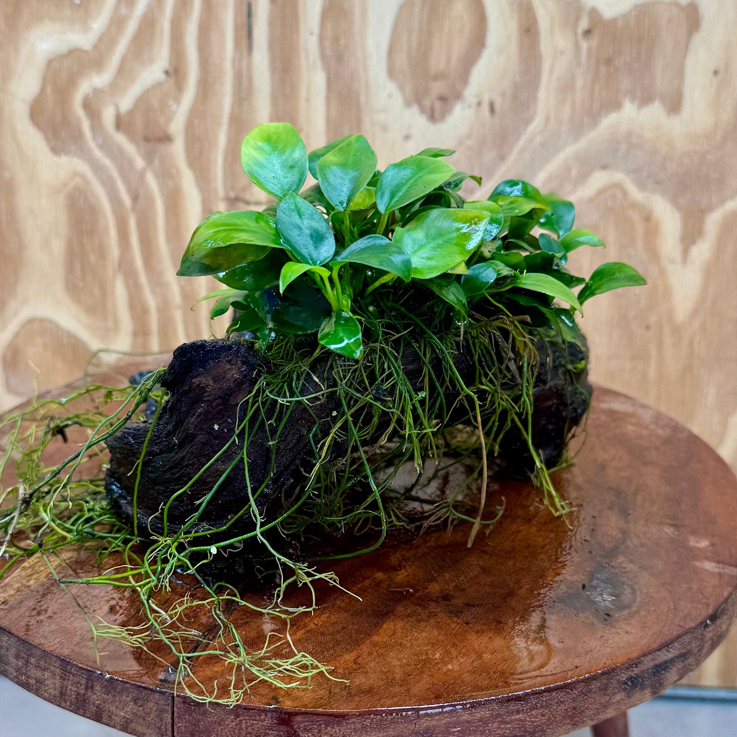 Scapeshop.com.au One Only Double Petite Nana Anubias Driftwood Creation - One Only Double Petite Nana Anubias Driftwood Creation - One Only