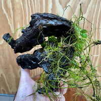 Scapeshop.com.au One Only Double Petite Nana Anubias Driftwood Creation - One Only Double Petite Nana Anubias Driftwood Creation - One Only