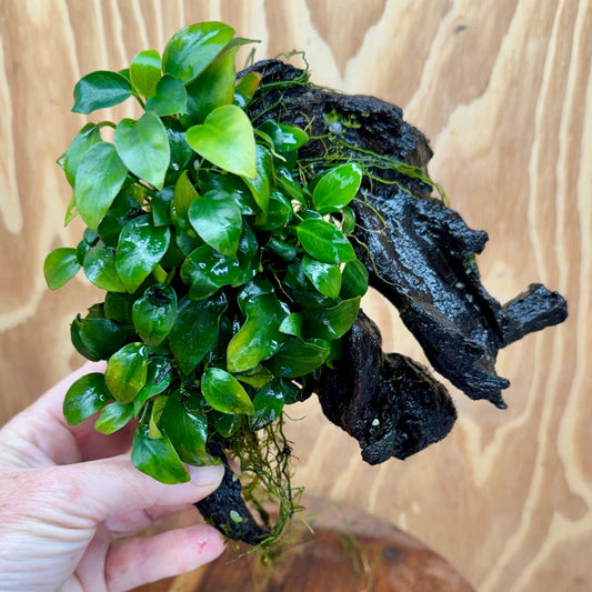 Scapeshop.com.au One Only Double Petite Nana Anubias Driftwood Creation - One Only Double Petite Nana Anubias Driftwood Creation - One Only
