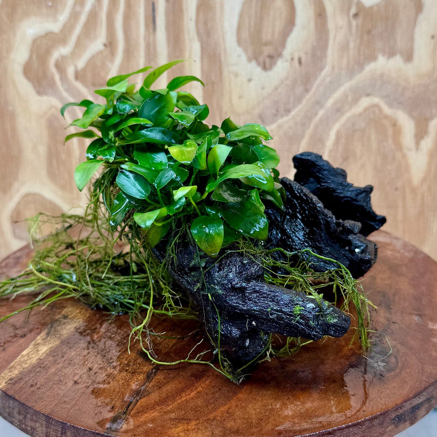 Scapeshop.com.au One Only Double Petite Nana Anubias Driftwood Creation - One Only Double Petite Nana Anubias Driftwood Creation - One Only