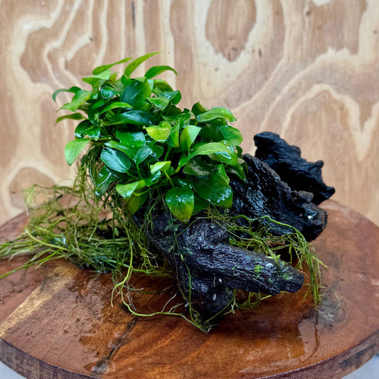 Scapeshop.com.au One Only Double Petite Nana Anubias Driftwood Creation - One Only Double Petite Nana Anubias Driftwood Creation - One Only