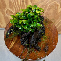 Scapeshop.com.au One Only Double Petite Nana Anubias Driftwood Creation - One Only Double Petite Nana Anubias Driftwood Creation - One Only