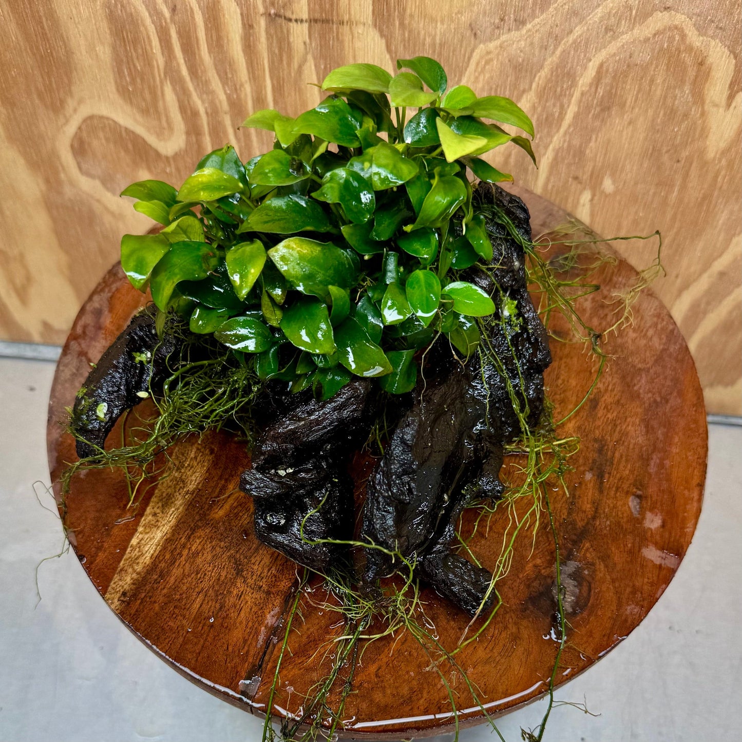 Scapeshop.com.au One Only Double Petite Nana Anubias Driftwood Creation - One Only Double Petite Nana Anubias Driftwood Creation - One Only