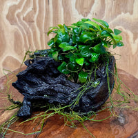 Scapeshop.com.au One Only Double Petite Nana Anubias Driftwood Creation - One Only Double Petite Nana Anubias Driftwood Creation - One Only