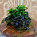 Scapeshop.com.au One Only Double Petite Nana Anubias Driftwood Creation - One Only Double Petite Nana Anubias Driftwood Creation - One Only