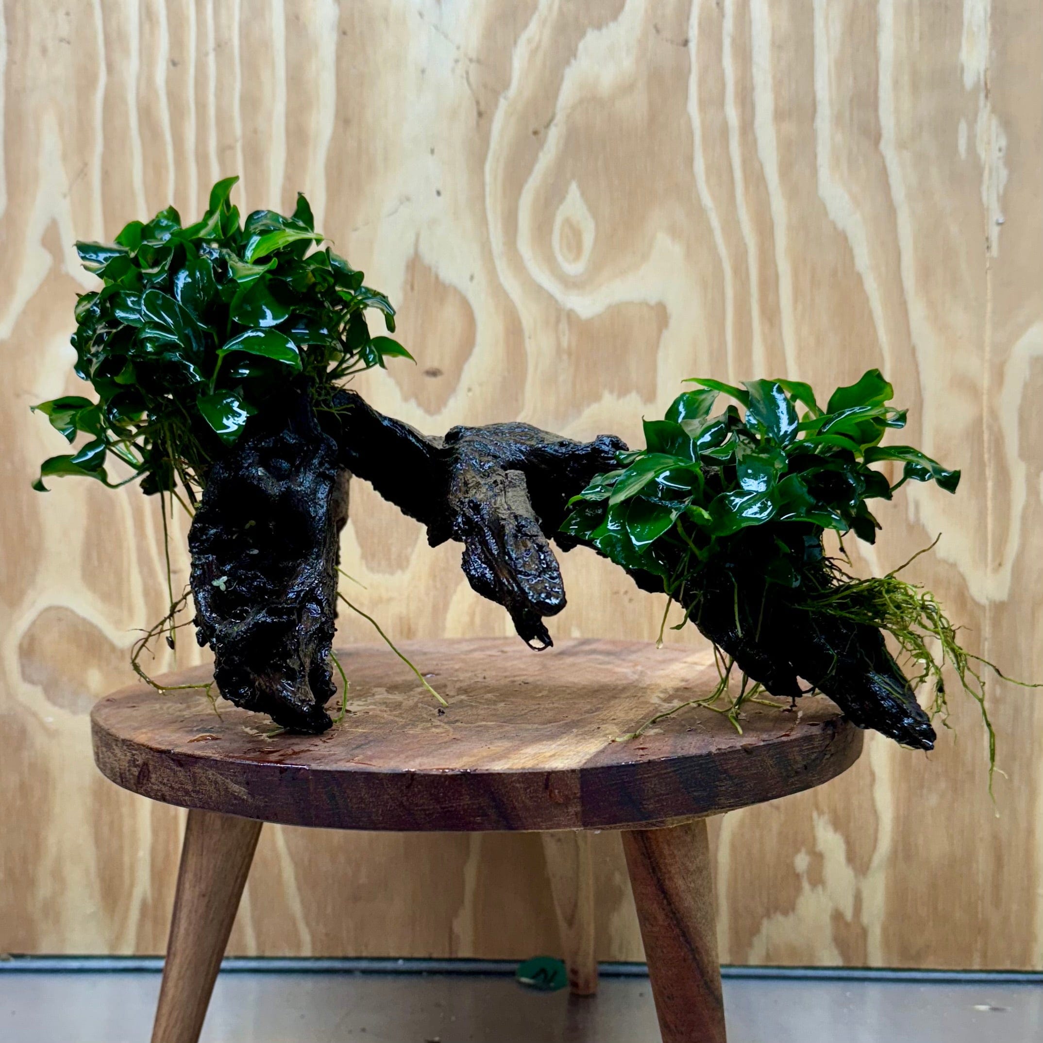 Scapeshop.com.au One Only Double Petite Nana Anubias Driftwood Creation - One Only Double Petite Nana Anubias Driftwood Creation - One Only