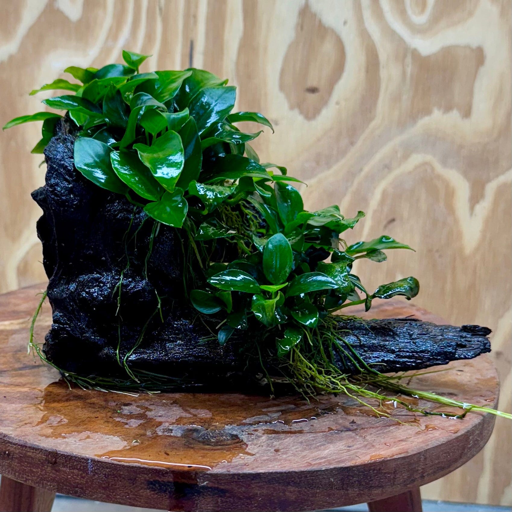 Scapeshop.com.au One Only Double Petite Nana Anubias Driftwood Creation - One Only Double Petite Nana Anubias Driftwood Creation - One Only