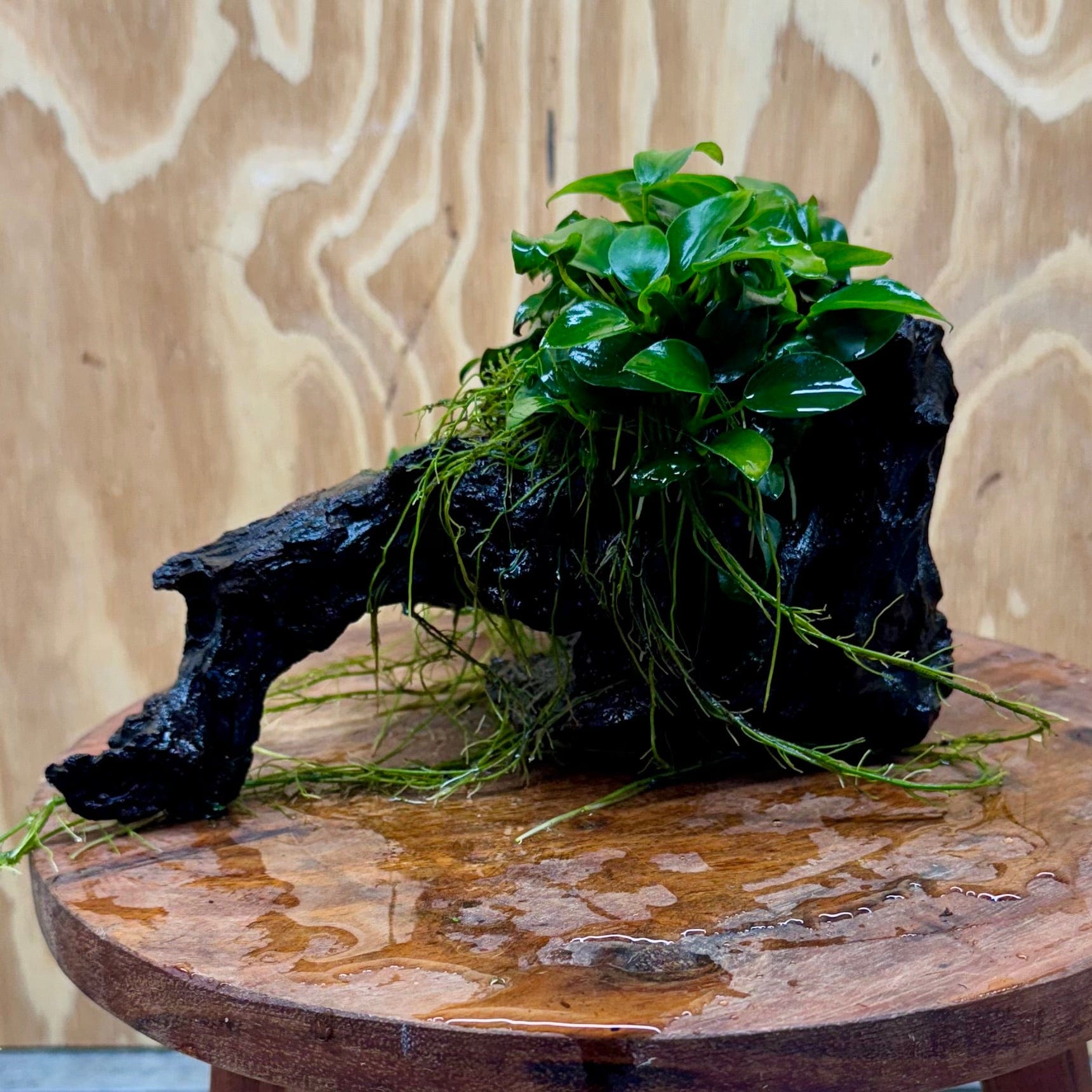 Scapeshop.com.au One Only Double Petite Nana Anubias Driftwood Creation - One Only Double Petite Nana Anubias Driftwood Creation - One Only