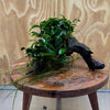 Scapeshop.com.au One Only Double Petite Nana Anubias Driftwood Creation - One Only Double Petite Nana Anubias Driftwood Creation - One Only