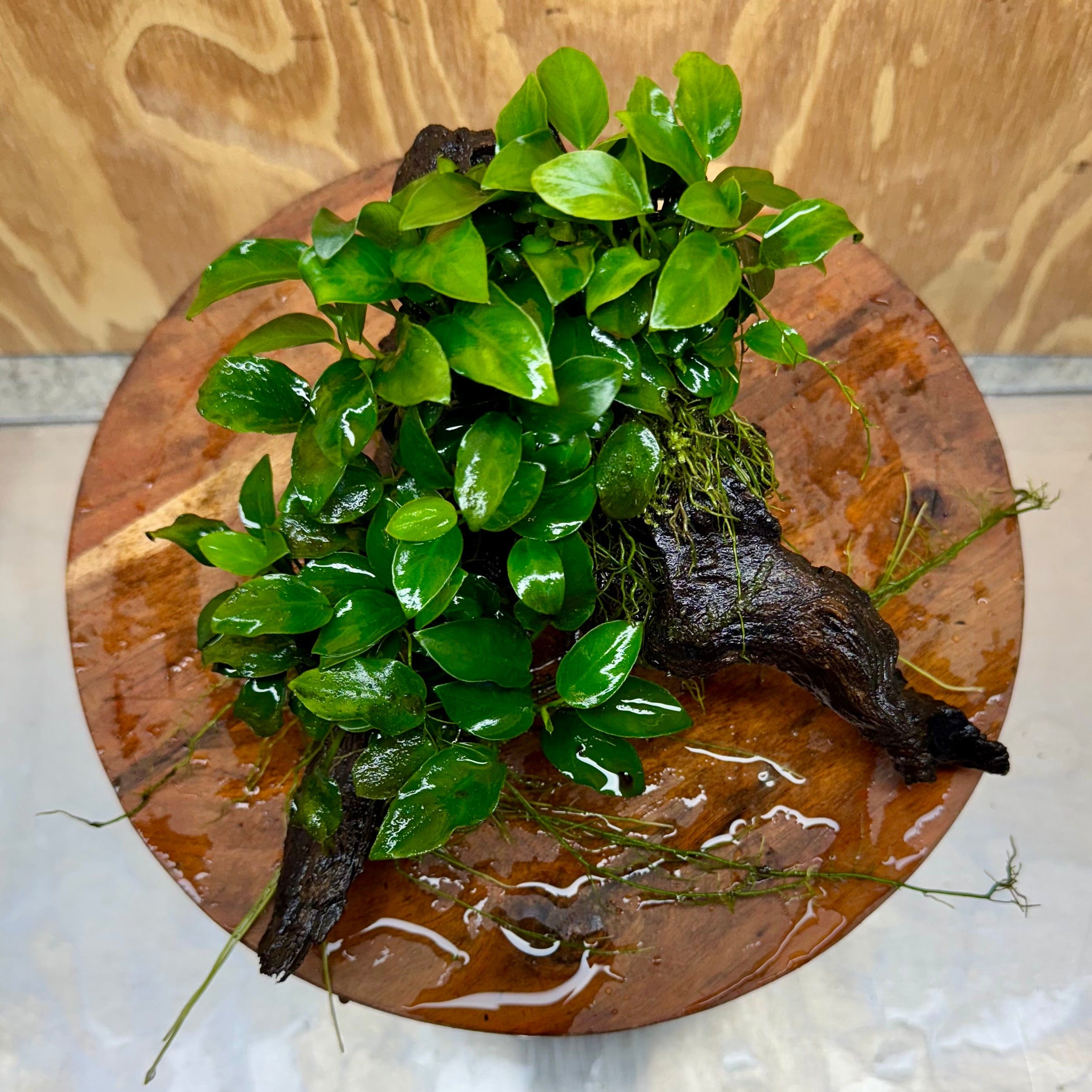 Scapeshop.com.au One Only Double Petite Nana Anubias Driftwood Creation - One Only Double Petite Nana Anubias Driftwood Creation - One Only