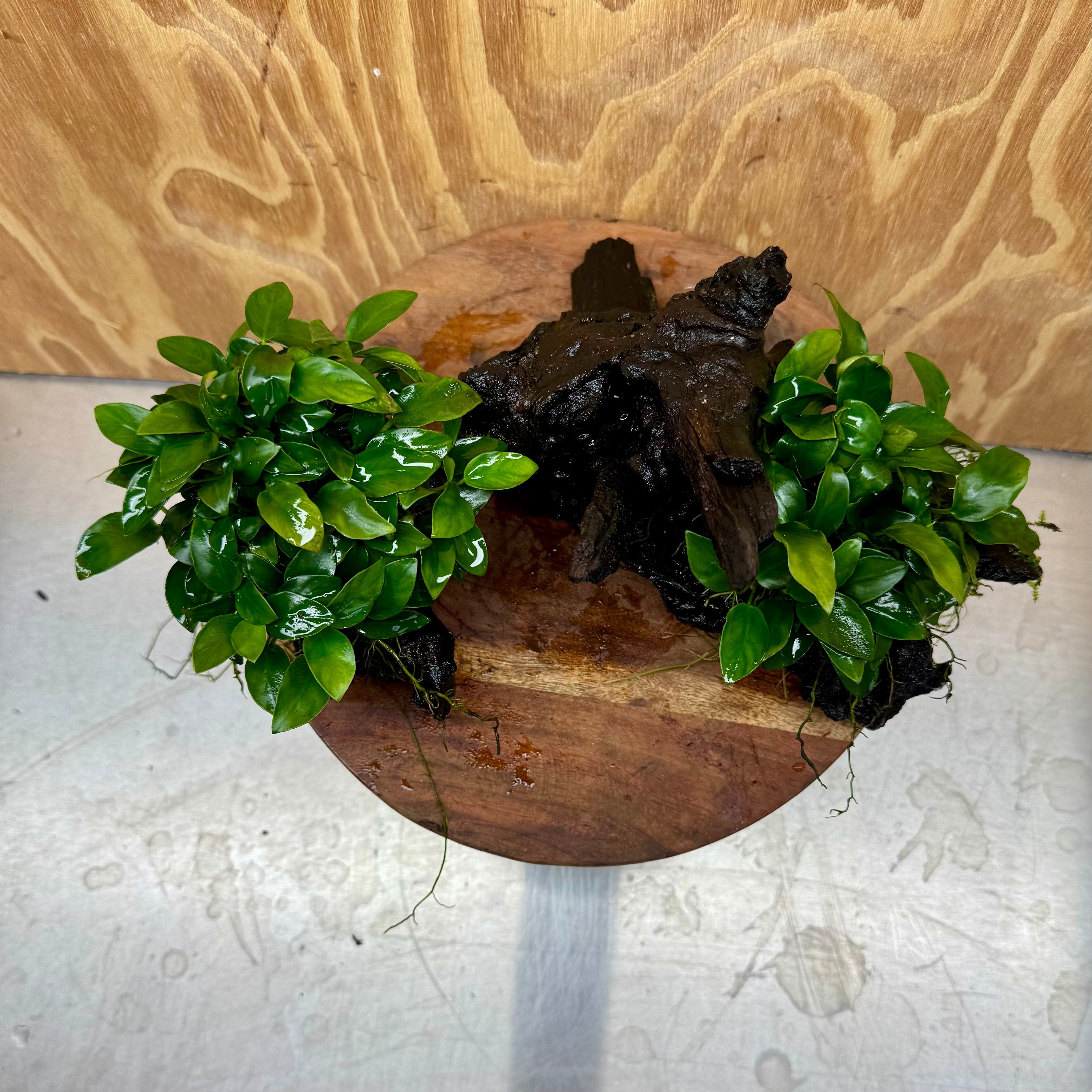 Scapeshop.com.au One Only Double Petite Nana Anubias Driftwood Creation - One Only Double Petite Nana Anubias Driftwood Creation - One Only