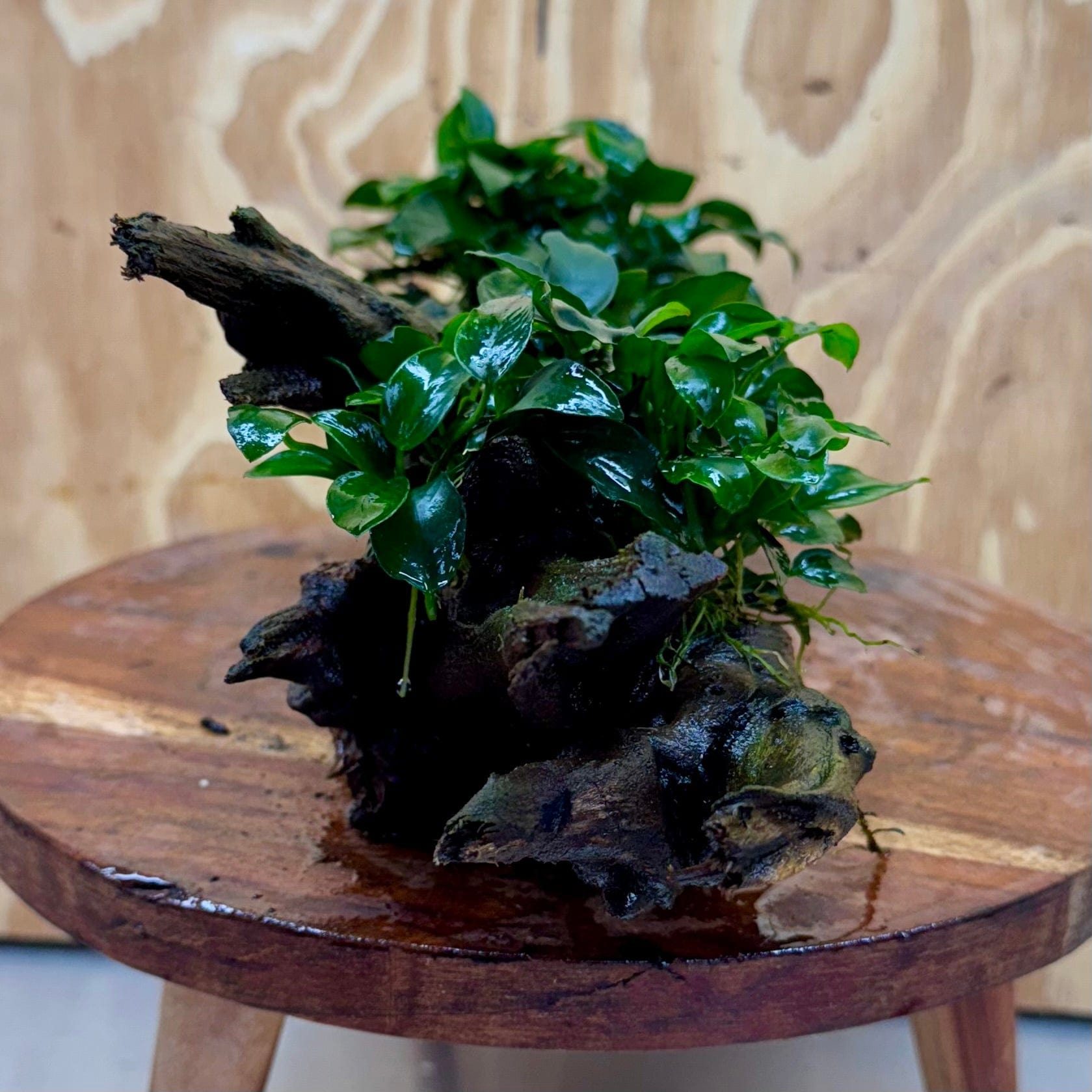 Scapeshop.com.au One Only Double Petite Nana Anubias Driftwood Creation - One Only Double Petite Nana Anubias Driftwood Creation - One Only