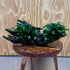 Scapeshop.com.au One Only Double Petite Nana Anubias Driftwood Creation - One Only Double Petite Nana Anubias Driftwood Creation - One Only