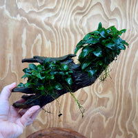 Scapeshop.com.au One Only Double Petite Nana Anubias Driftwood Creation - One Only Double Petite Nana Anubias Driftwood Creation - One Only