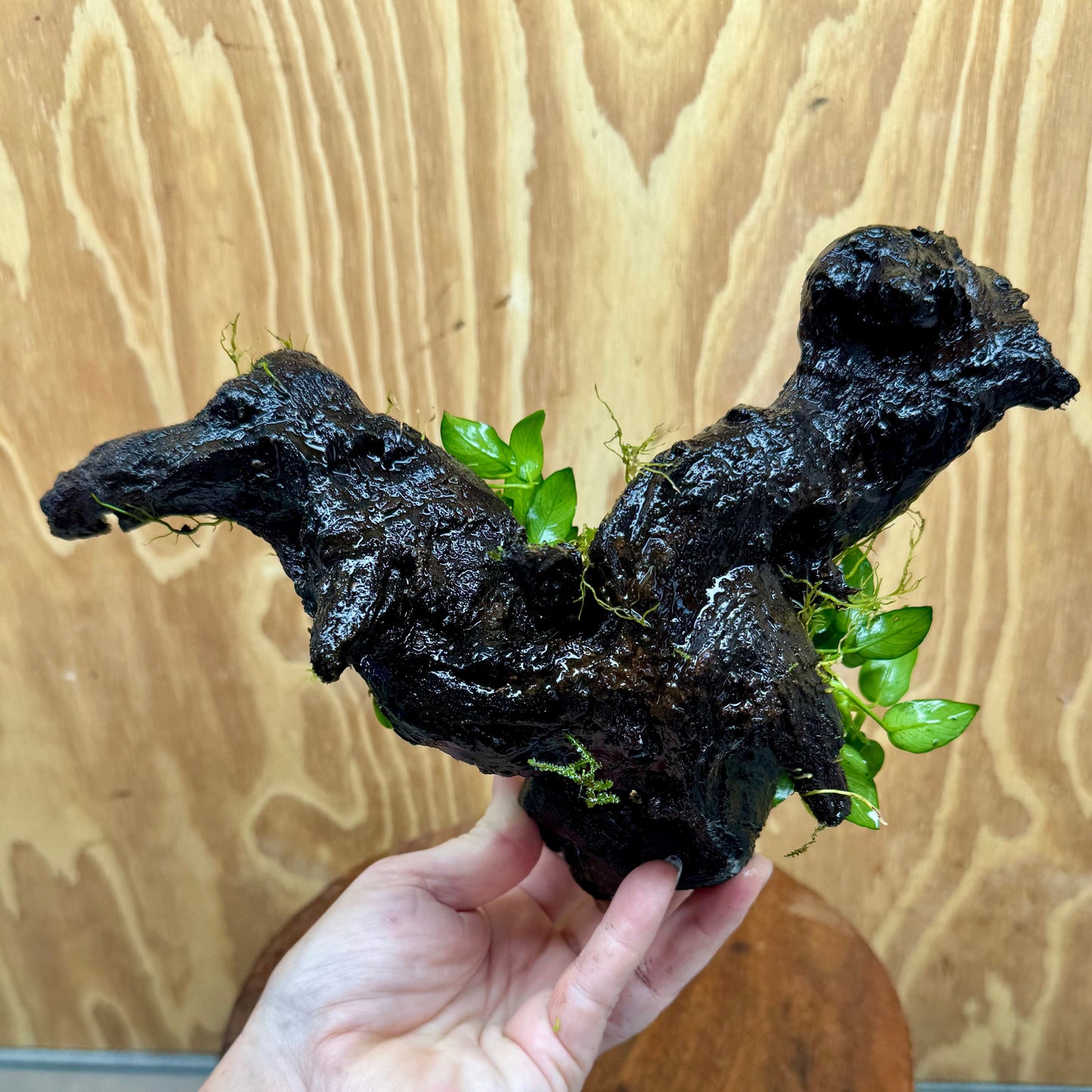 Scapeshop.com.au One Only Double Petite Nana Anubias Driftwood Creation - One Only - Beautiful Double Petite Nana Anubias Driftwood Creation - One Only - Beautiful