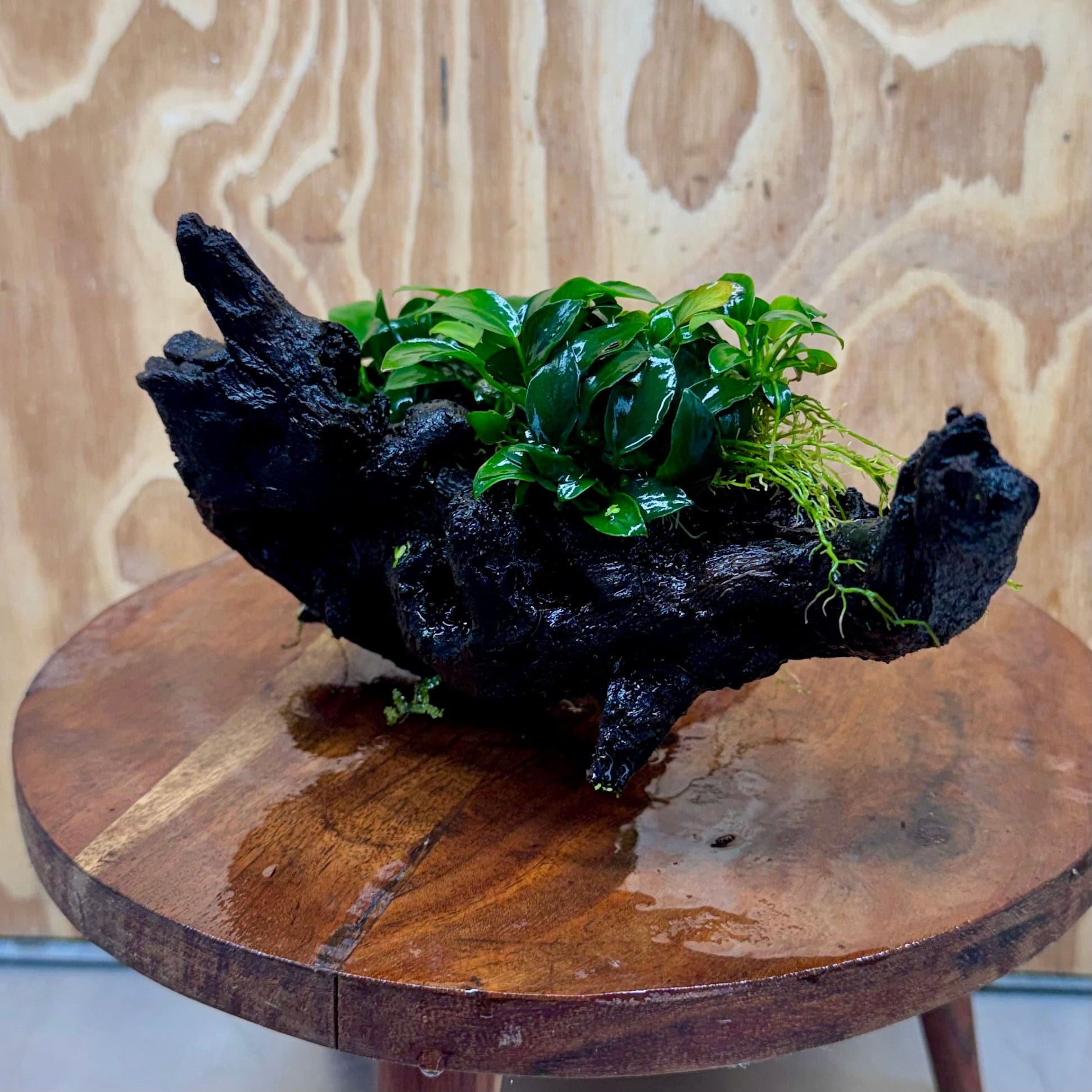 Scapeshop.com.au One Only Double Petite Nana Anubias Driftwood Creation - One Only - Beautiful Double Petite Nana Anubias Driftwood Creation - One Only - Beautiful