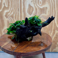 Scapeshop.com.au One Only Double Petite Nana Anubias Driftwood Creation - One Only - Beautiful Double Petite Nana Anubias Driftwood Creation - One Only - Beautiful