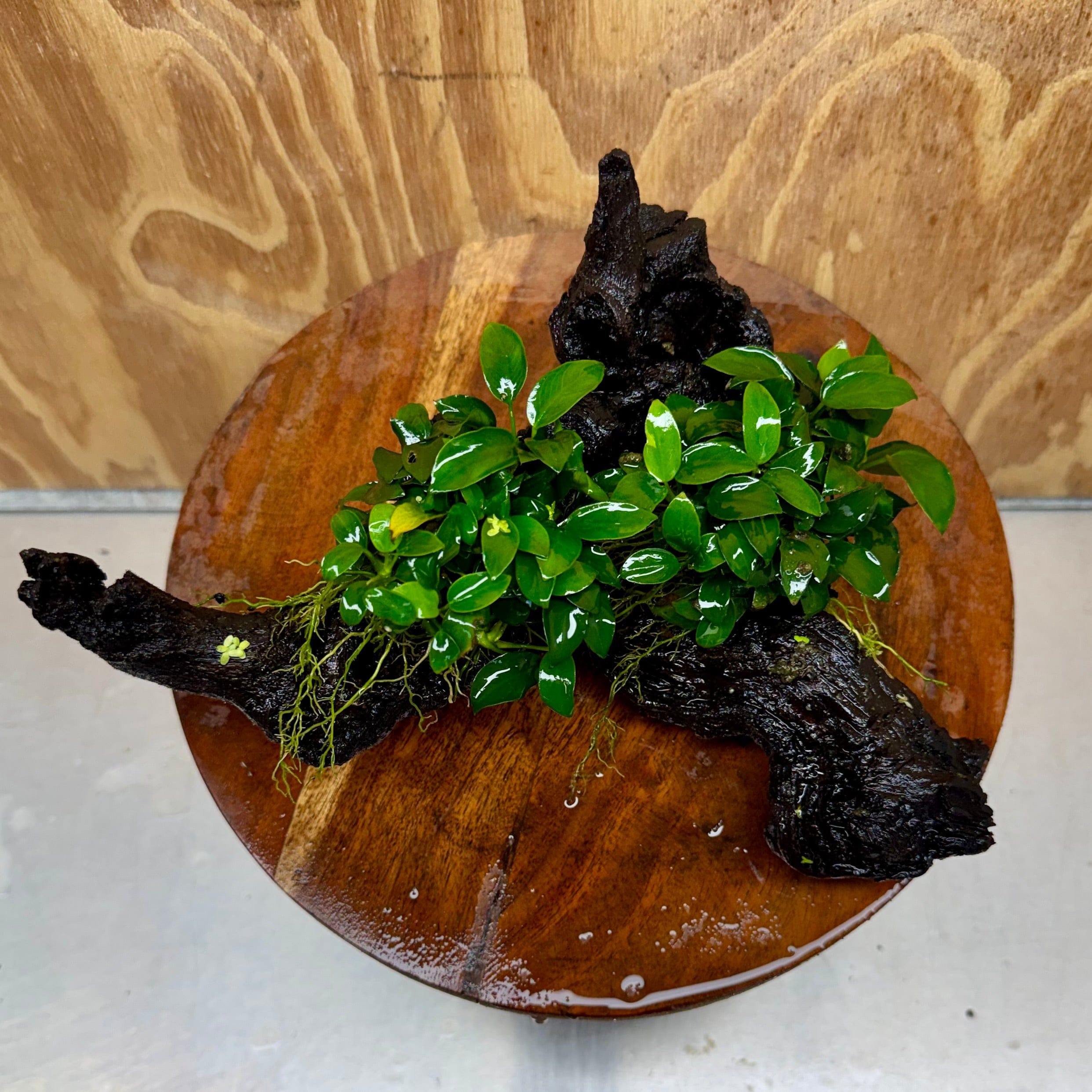 Scapeshop.com.au One Only Double Petite Nana Anubias Driftwood Creation - One Only - Beautiful Double Petite Nana Anubias Driftwood Creation - One Only - Beautiful