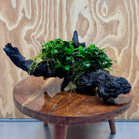 Scapeshop.com.au One Only Double Petite Nana Anubias Driftwood Creation - One Only - Beautiful Double Petite Nana Anubias Driftwood Creation - One Only - Beautiful