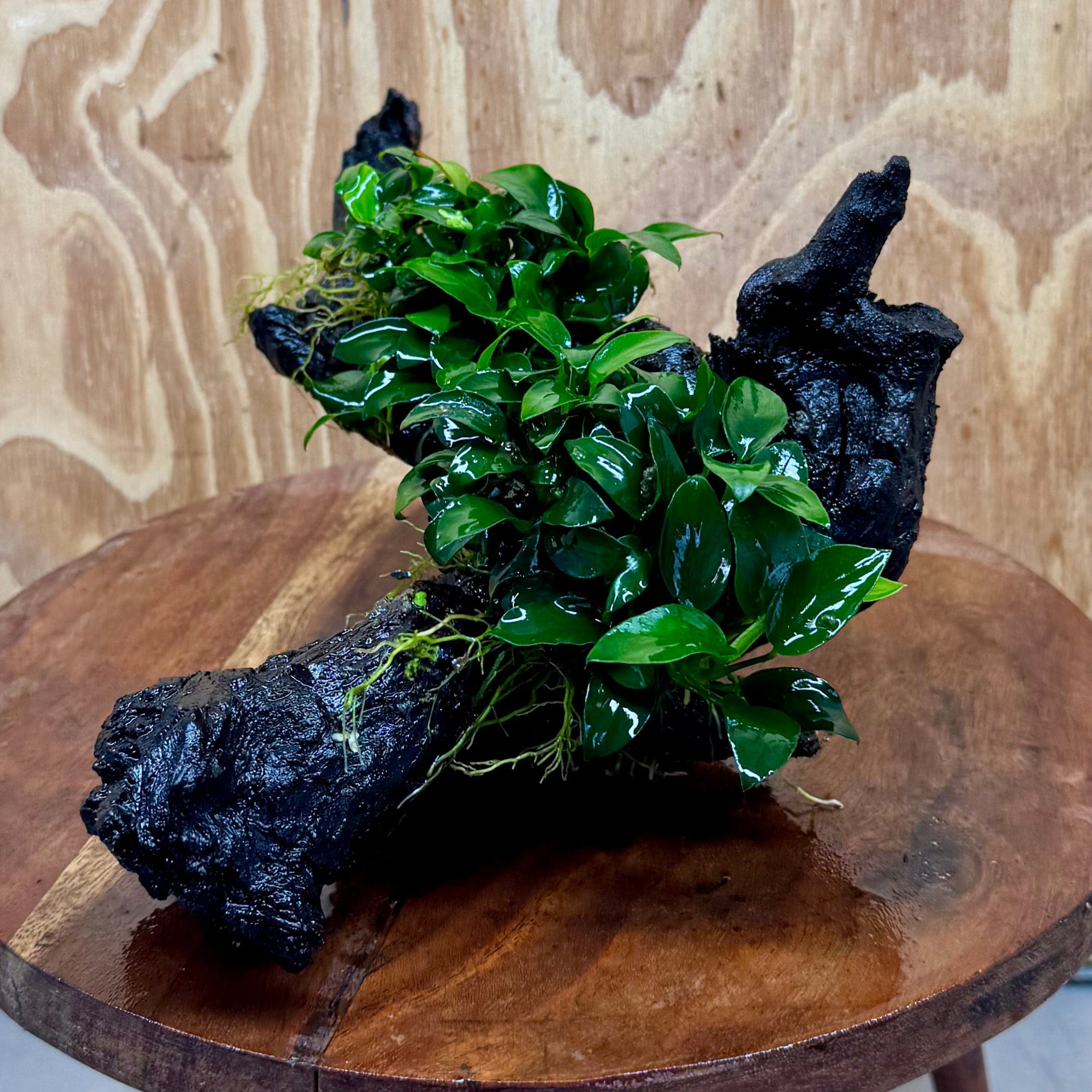 Scapeshop.com.au One Only Double Petite Nana Anubias Driftwood Creation - One Only - Beautiful Double Petite Nana Anubias Driftwood Creation - One Only - Beautiful