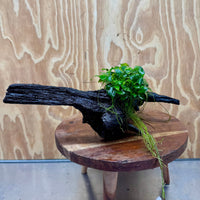 Scapeshop.com.au One Only Double Petite Nana Anubias Driftwood Creation - One Only - Bold Double Petite Nana Anubias Driftwood Creation - One Only - Bold