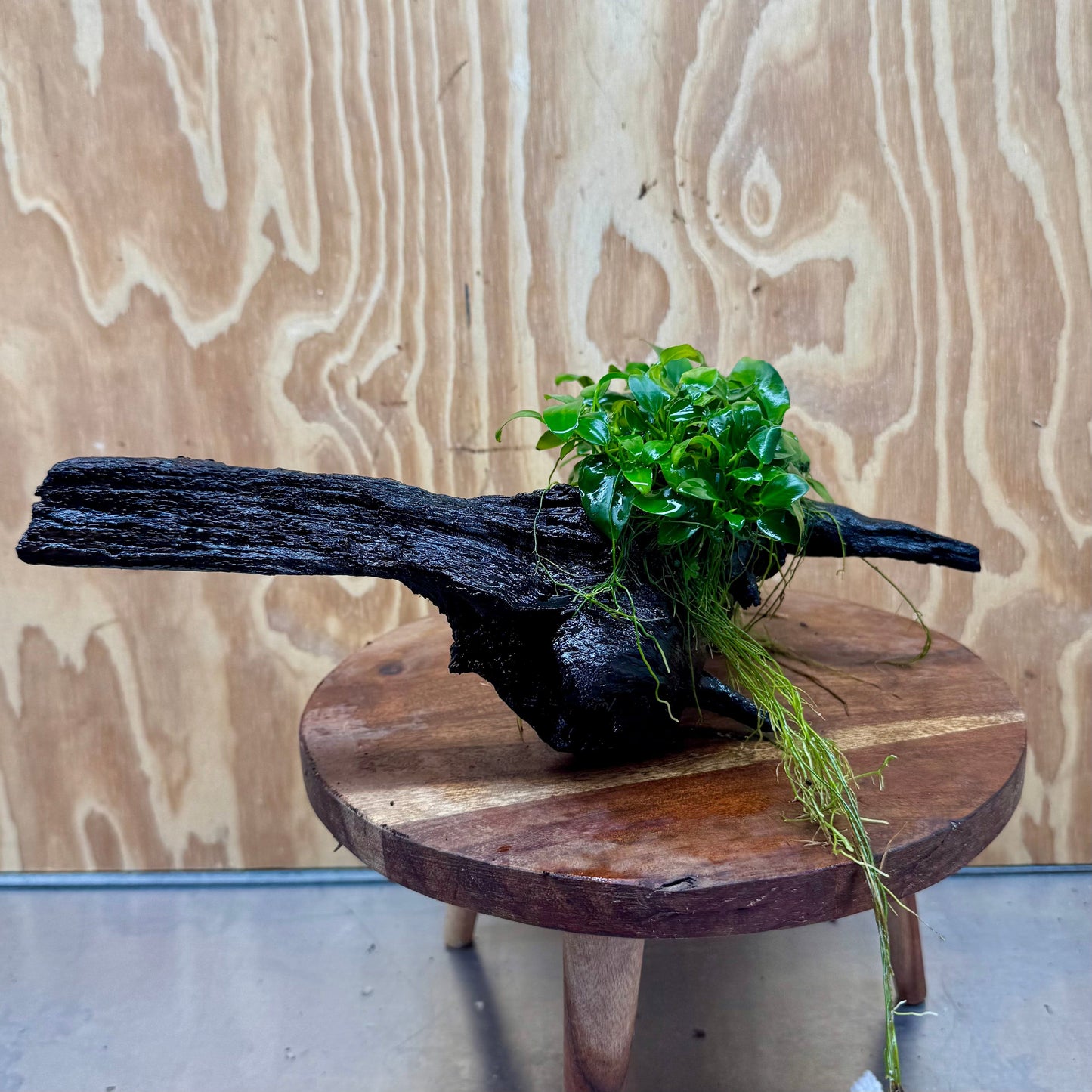 Scapeshop.com.au One Only Double Petite Nana Anubias Driftwood Creation - One Only - Bold Double Petite Nana Anubias Driftwood Creation - One Only - Bold