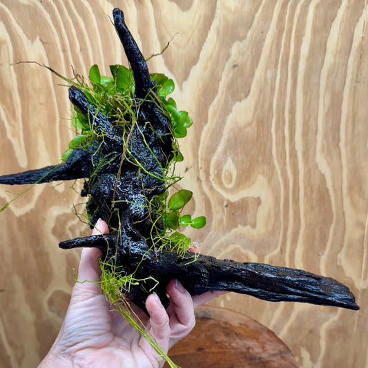Scapeshop.com.au One Only Double Petite Nana Anubias Driftwood Creation - One Only - Bold Double Petite Nana Anubias Driftwood Creation - One Only - Bold