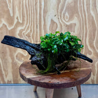 Scapeshop.com.au One Only Double Petite Nana Anubias Driftwood Creation - One Only - Bold Double Petite Nana Anubias Driftwood Creation - One Only - Bold