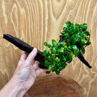 Scapeshop.com.au One Only Double Petite Nana Anubias Driftwood Creation - One Only - Bold Double Petite Nana Anubias Driftwood Creation - One Only - Bold