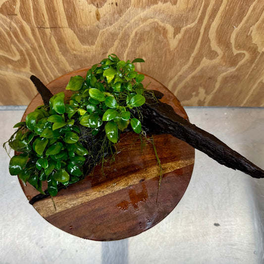 Scapeshop.com.au One Only Double Petite Nana Anubias Driftwood Creation - One Only - Bold Double Petite Nana Anubias Driftwood Creation - One Only - Bold
