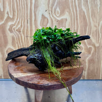 Scapeshop.com.au One Only Double Petite Nana Anubias Driftwood Creation - One Only - Bold Double Petite Nana Anubias Driftwood Creation - One Only - Bold
