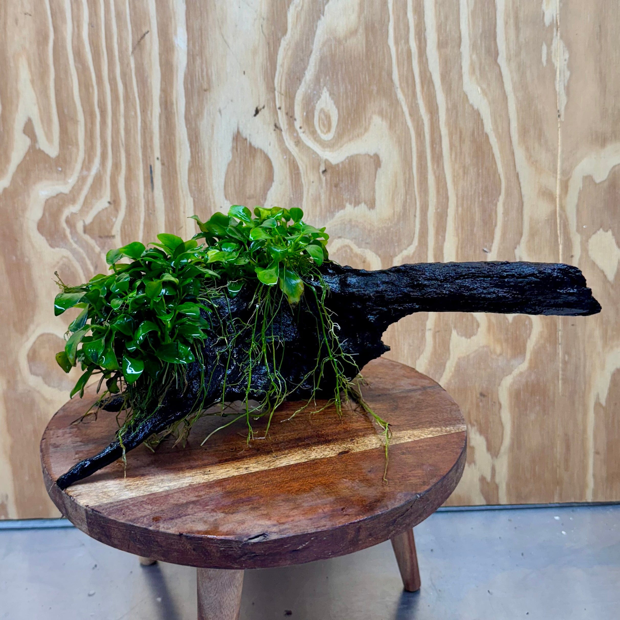 Scapeshop.com.au One Only Double Petite Nana Anubias Driftwood Creation - One Only - Bold Double Petite Nana Anubias Driftwood Creation - One Only - Bold