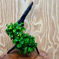 Scapeshop.com.au One Only Double Petite Nana Anubias Driftwood Creation - One Only - Bold Double Petite Nana Anubias Driftwood Creation - One Only - Bold