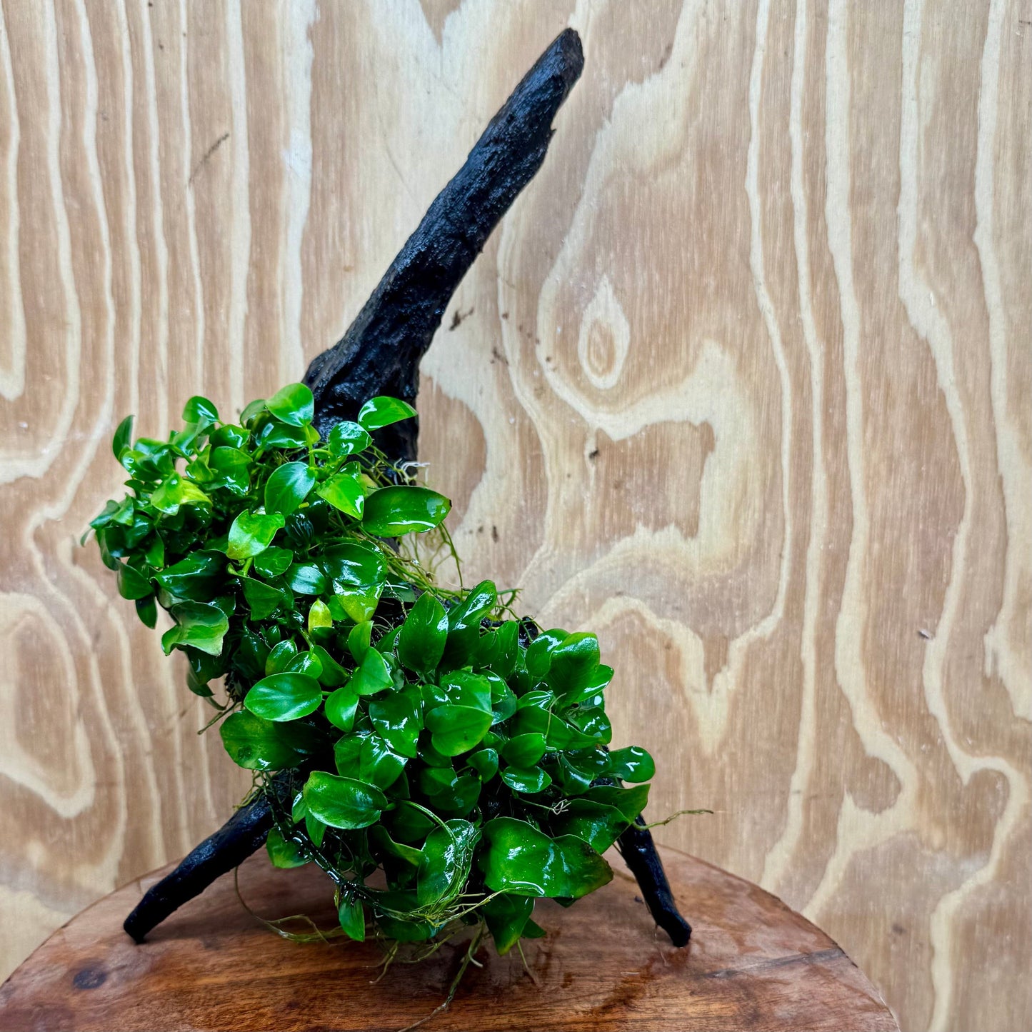 Scapeshop.com.au One Only Double Petite Nana Anubias Driftwood Creation - One Only - Bold Double Petite Nana Anubias Driftwood Creation - One Only - Bold