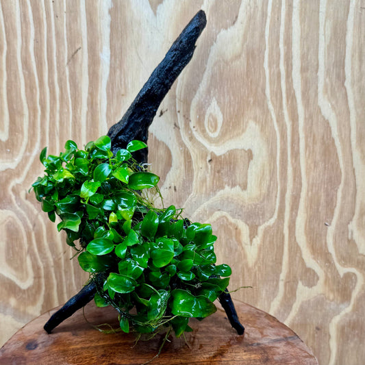 Scapeshop.com.au One Only Double Petite Nana Anubias Driftwood Creation - One Only - Bold Double Petite Nana Anubias Driftwood Creation - One Only - Bold