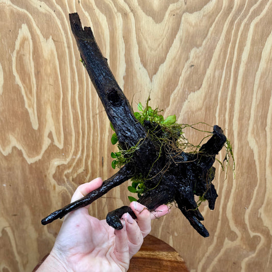 Scapeshop.com.au One Only Double Petite Nana Anubias Driftwood Creation - One Only - Bold Double Petite Nana Anubias Driftwood Creation - One Only - Bold