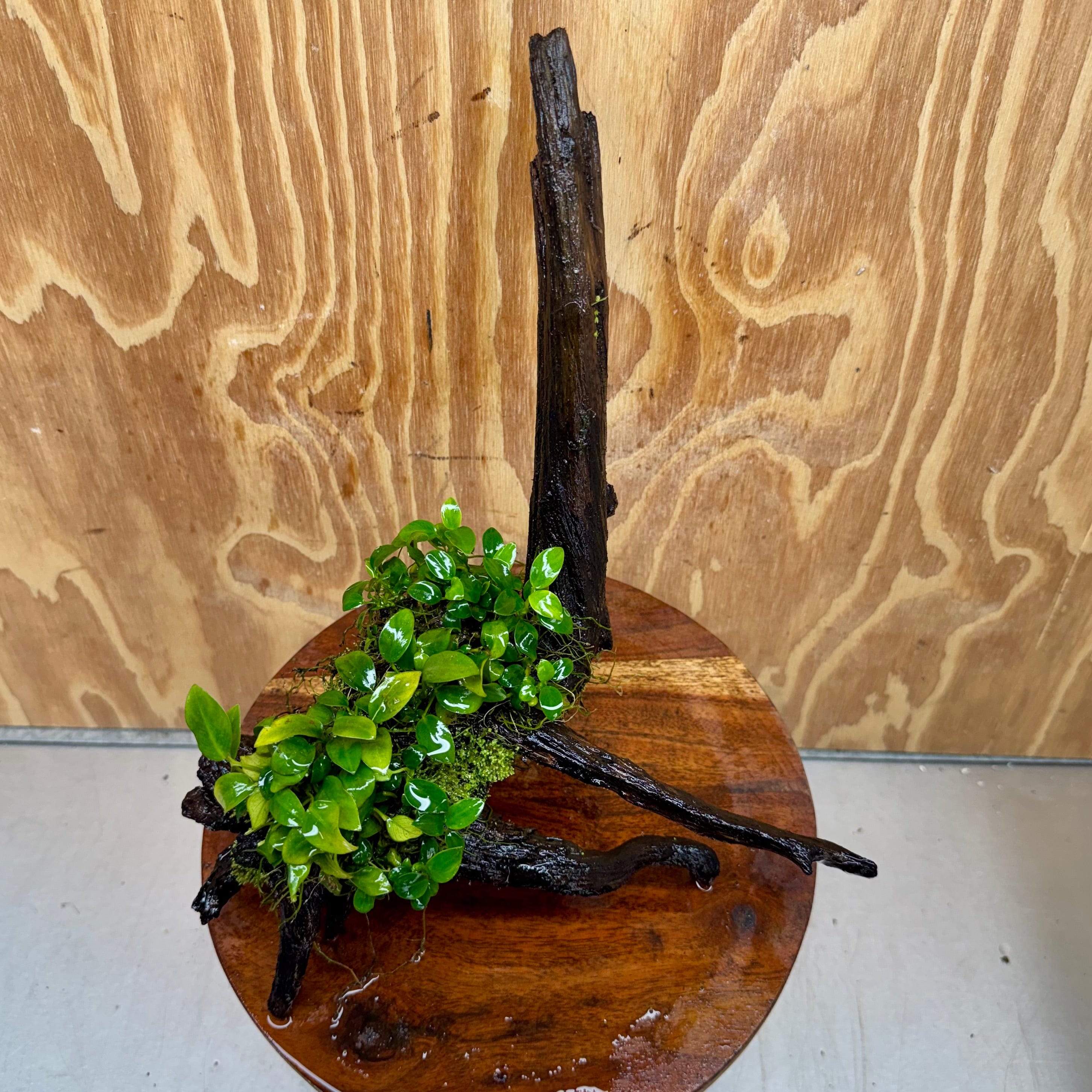 Scapeshop.com.au One Only Double Petite Nana Anubias Driftwood Creation - One Only - Bold Double Petite Nana Anubias Driftwood Creation - One Only - Bold