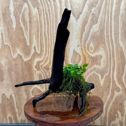 Scapeshop.com.au One Only Double Petite Nana Anubias Driftwood Creation - One Only - Bold Double Petite Nana Anubias Driftwood Creation - One Only - Bold