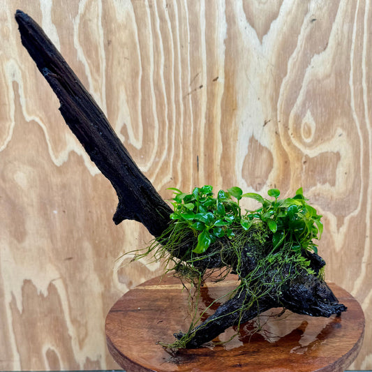 Scapeshop.com.au One Only Double Petite Nana Anubias Driftwood Creation - One Only - Bold Double Petite Nana Anubias Driftwood Creation - One Only - Bold