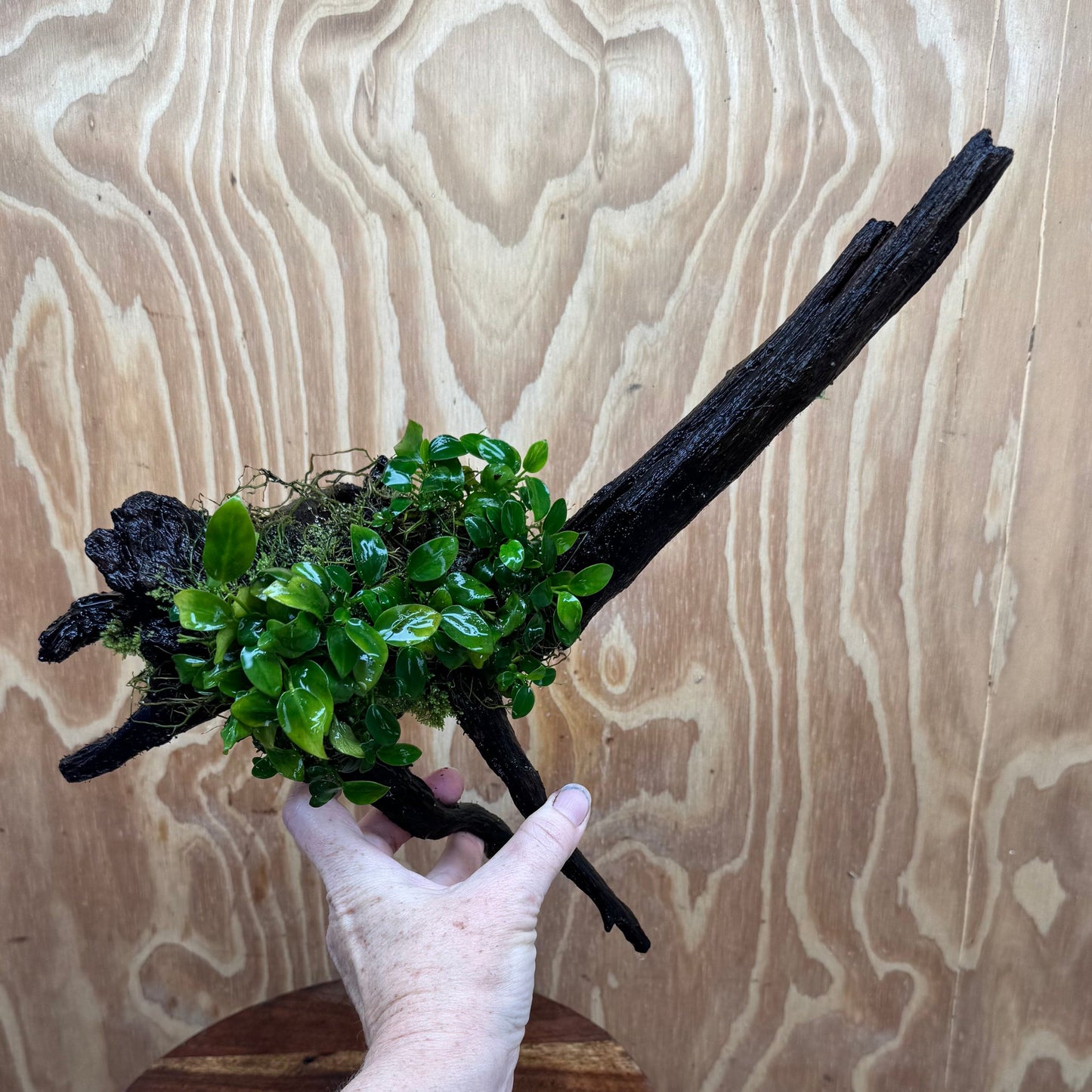 Scapeshop.com.au One Only Double Petite Nana Anubias Driftwood Creation - One Only - Bold Double Petite Nana Anubias Driftwood Creation - One Only - Bold