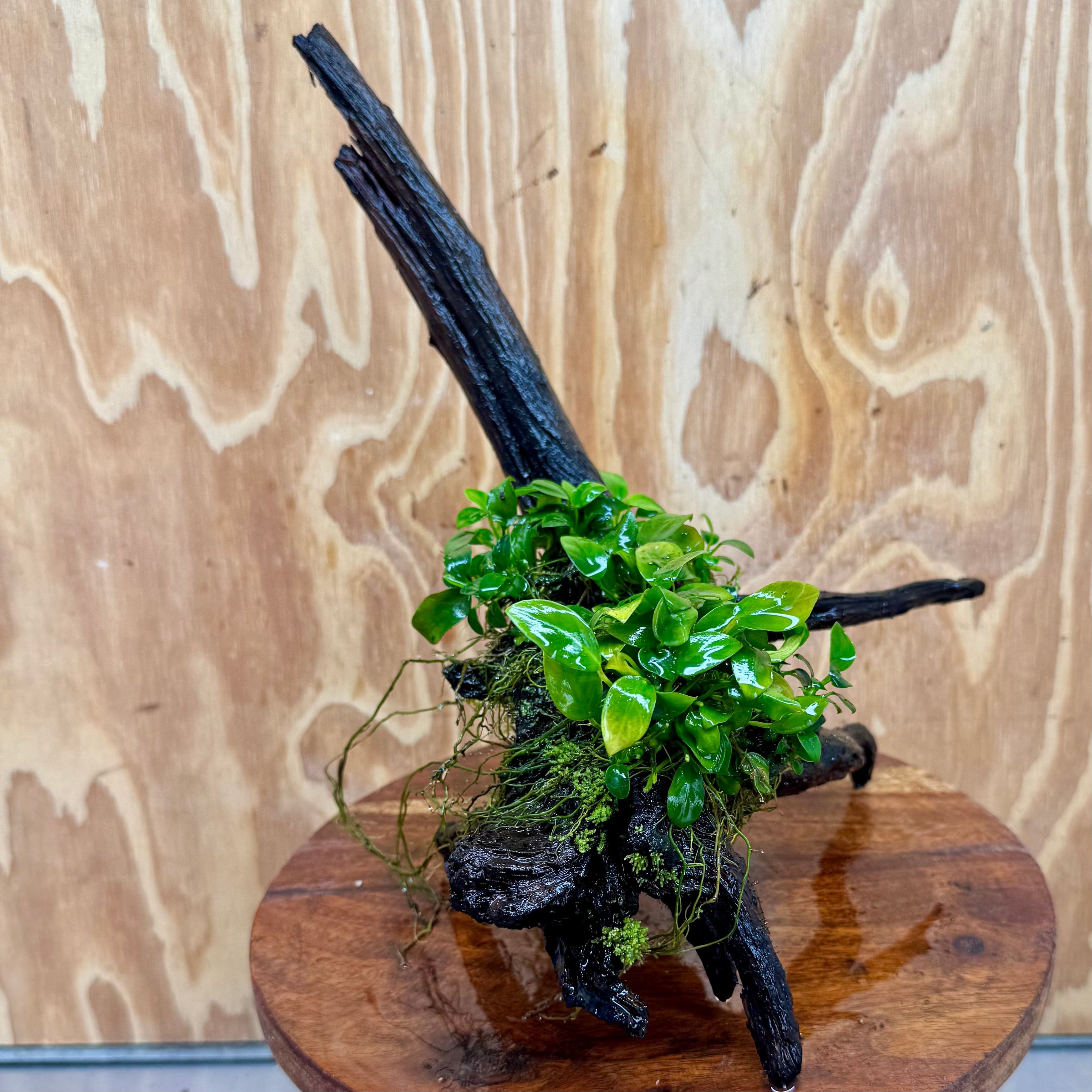 Scapeshop.com.au One Only Double Petite Nana Anubias Driftwood Creation - One Only - Bold Double Petite Nana Anubias Driftwood Creation - One Only - Bold